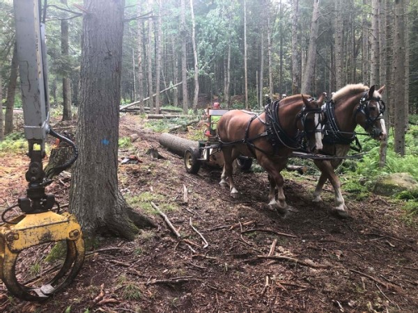 Horse Logging with Brad Johnson