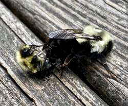 Bumblebees Photo: Michelle H. Wainer