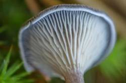 Cantharellula Photo: Deana Tempest Thomas