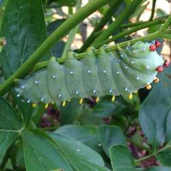 cecropia moth caterpillar Photo: Sally Cornwell