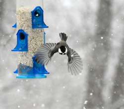 Chickadee Photo: Jen Danly