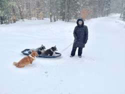 Sledding corgis Photo: Tom Grett