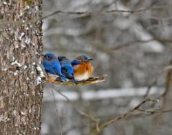 Eastern bluebirds Photo: Tammy Gingrich