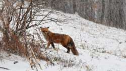 Red fox Photo: Paul Forlenza