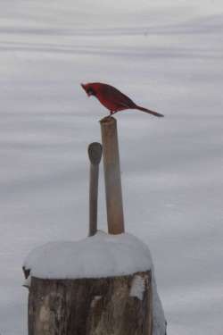 Red Bird Photo: George Thomas