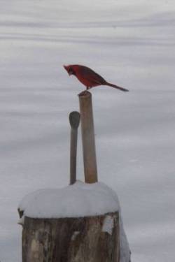 Red Bird Photo: George Thomas