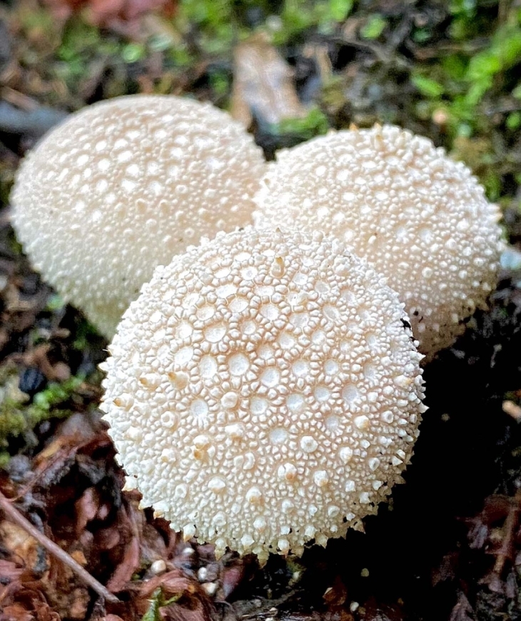 Growth of a Fungi Advocate