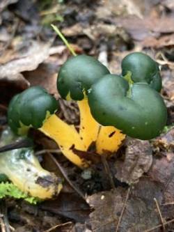 Glowing mushrooms Photo: Cori Hill