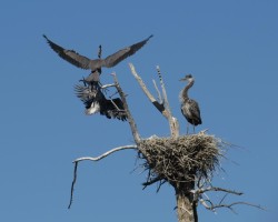 Landing Lessons Photo: Ron Logan