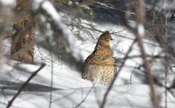 Grouse in the Sun Photo: Lonnie S. Jandreau