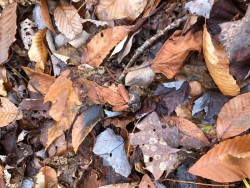 Frog Photo: Megan O'Toole