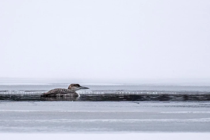 Ice rescue
