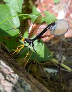 Wasp Photo: Sissy Ffolliott