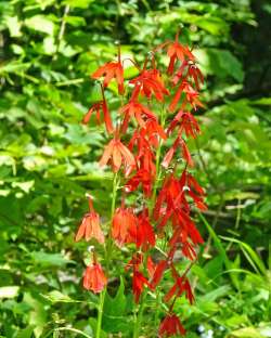 Cardinal flowers Photo: Sheri Larsen