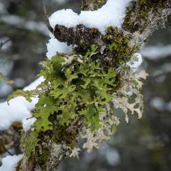 Lungwort lichen Photo: AM Dannis