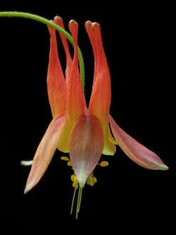 Wild columbine Photo: Charlie Schwarz