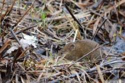 5_meadow_vole.jpg