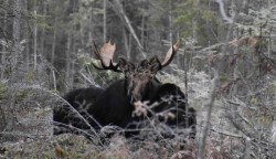 Moose Family Photo: Lonnie S Jandreau