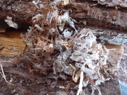 Mouse nest Photo: Gordon Gould