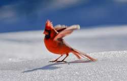 Northern cardinal Photo: Asheley Cole