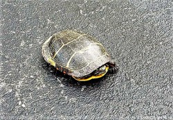 Painted Turtle Photo: Karen Downs