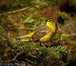 Palm warbler Photo: Angela Stanley