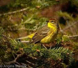 Palm warbler Photo: Angela Stanley