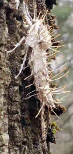 Parasitic moth Photo: Susan Lichty