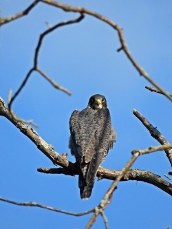Peregrine Falcon Photo: Charlie Schwarz