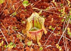 Pitcher plant Photo: Karinne Heise