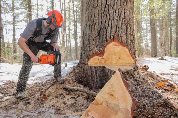 Harvesting Timber in the Adirondacks