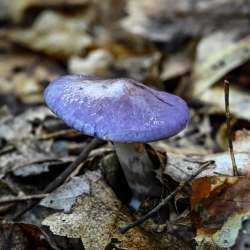 Purple mushroom Photo: Sandy Dannis