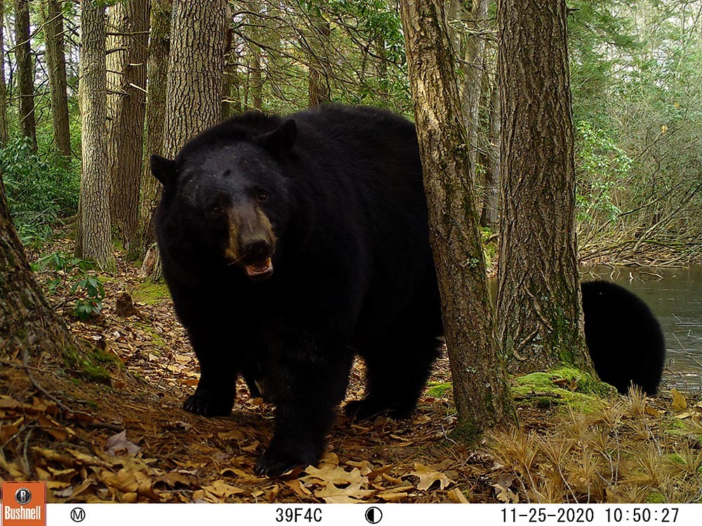 Sally Naser Captures Wildlife on Hidden Cameras