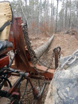 Sawlog Photo: CJ Frankiewicz