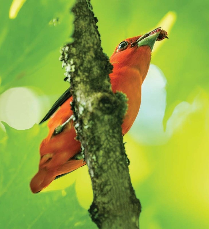 Scarlet tanager