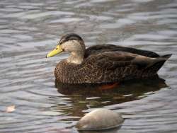 Black duck Photo: Charlie Schwarz