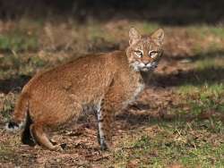 Bobcat Photo: Charlie Schwarz