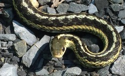 5_snake_woodbury.jpg