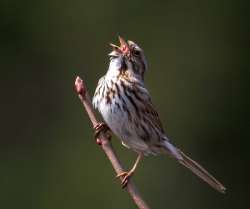 Song sparrow Photo: Ross Lanius