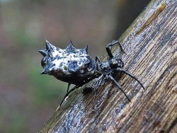 5_spined_micrathena.jpg