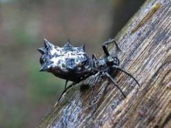 5_spined_micrathena.jpg