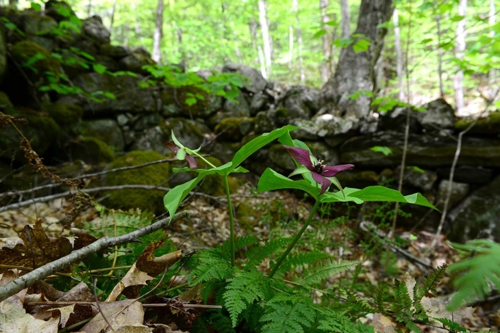 Stone Records in a Rewilding Landscape