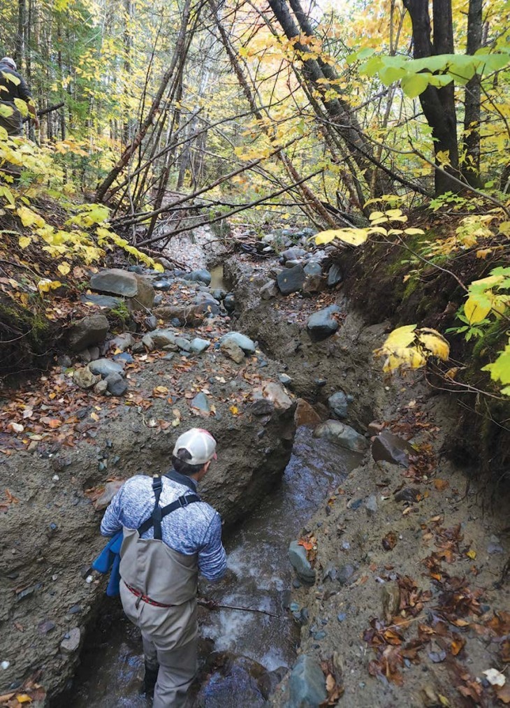 At Chapman Brook