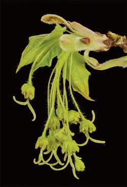 Photographer's Notebook: Tree and Shrub Flowers Photo: Jerry Jenkins