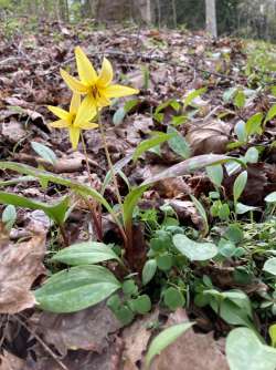 Trout lily Photo: Bill Charlton