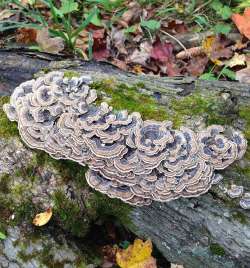 Turkey tail Photo: Ron Becker