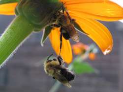 Bumblebees Photo: Chantal Caron