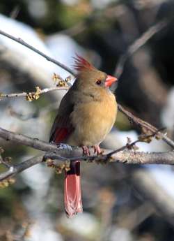 Cardinal Photo: Alice Webb