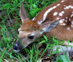 5_white-tailed_fawn_.jpg
