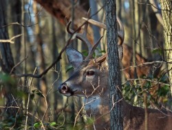 White Tailed Deer Photo: Charlie Schwarz